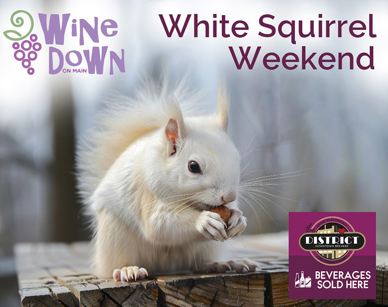 WhiteSquirrel2026 Wine Bar with Live Music in Downtown Brevard NC - wine bar